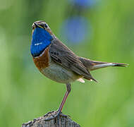 Bluethroat