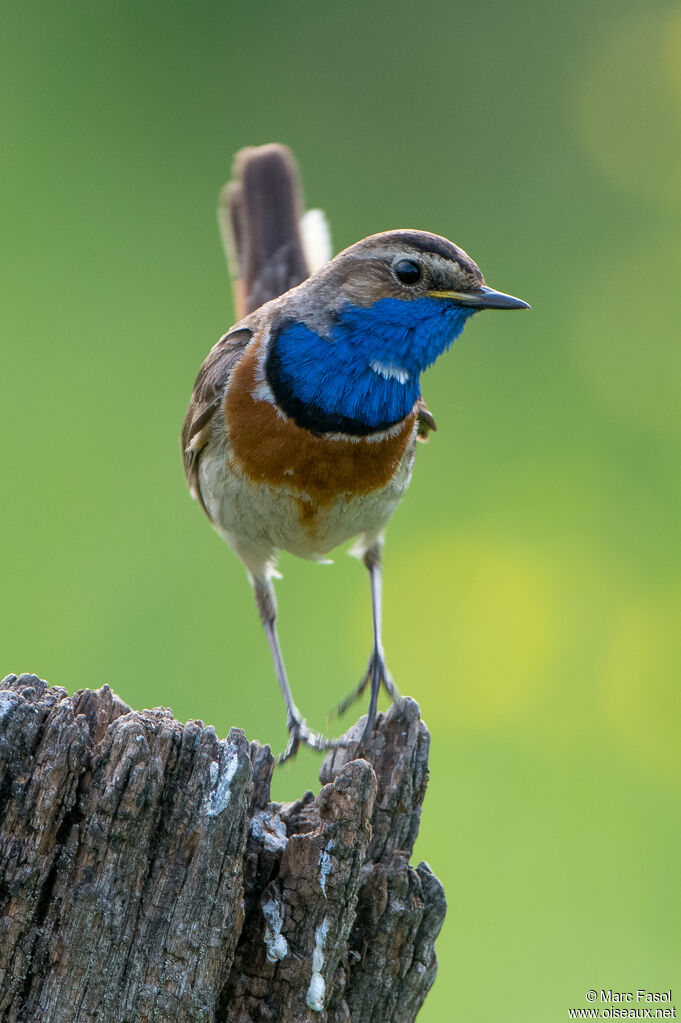 Bluethroat male adult breeding, identification