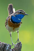 Bluethroat