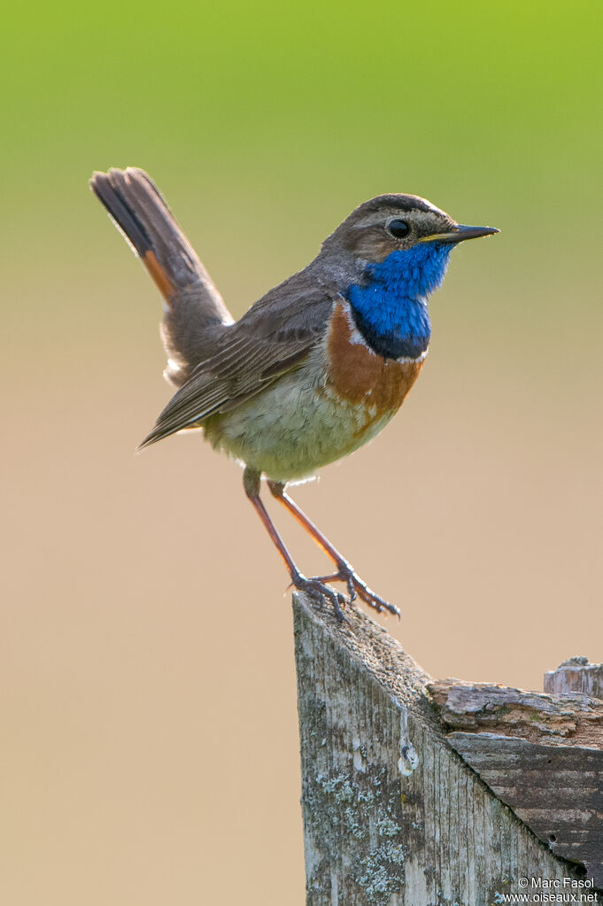 Gorgebleue à miroir mâle adulte nuptial, identification