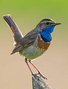 Bluethroat