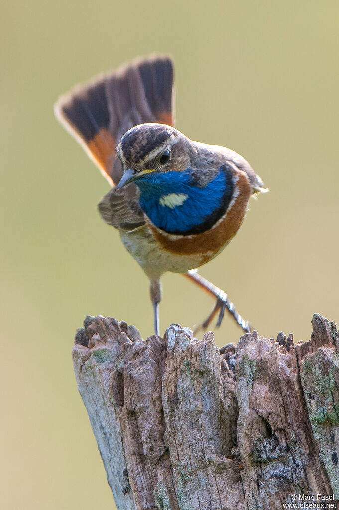 Bluethroat male adult, identification