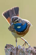 Bluethroat