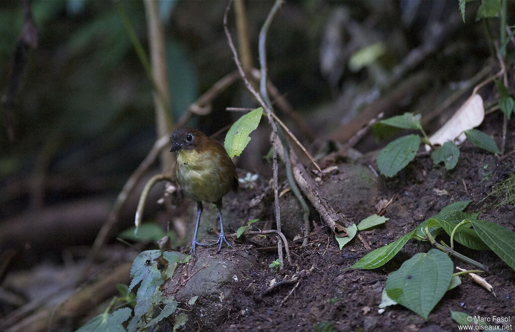 Yellow-breasted Antpittaadult, identification