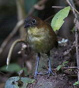 Yellow-breasted Antpitta