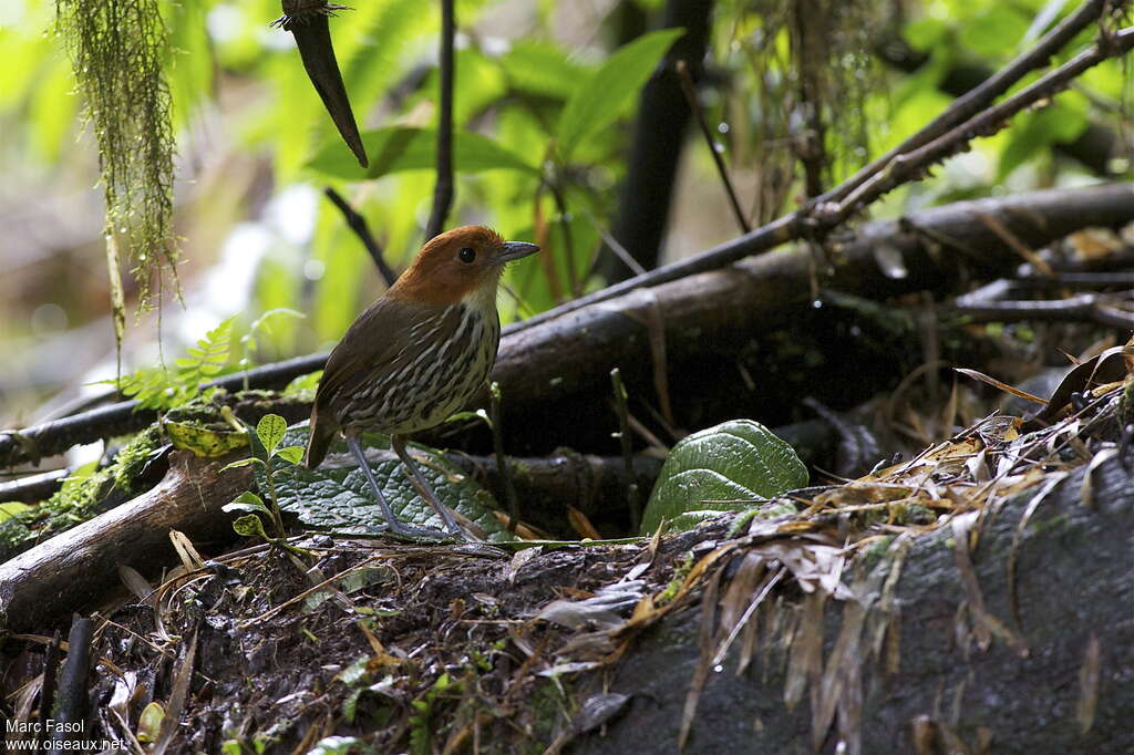 Chestnut-crowned Antpittaadult, habitat