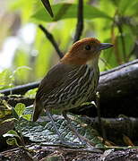 Chestnut-crowned Antpitta