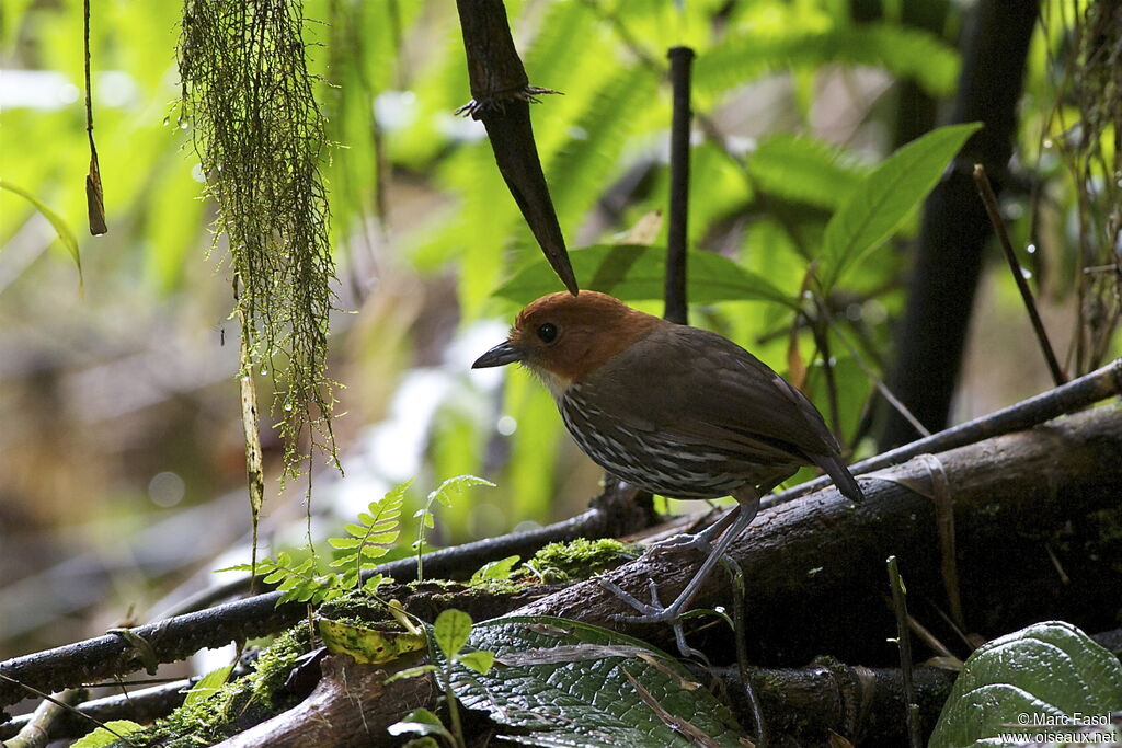 Chestnut-crowned Antpittaadult, identification