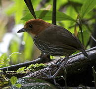 Chestnut-crowned Antpitta