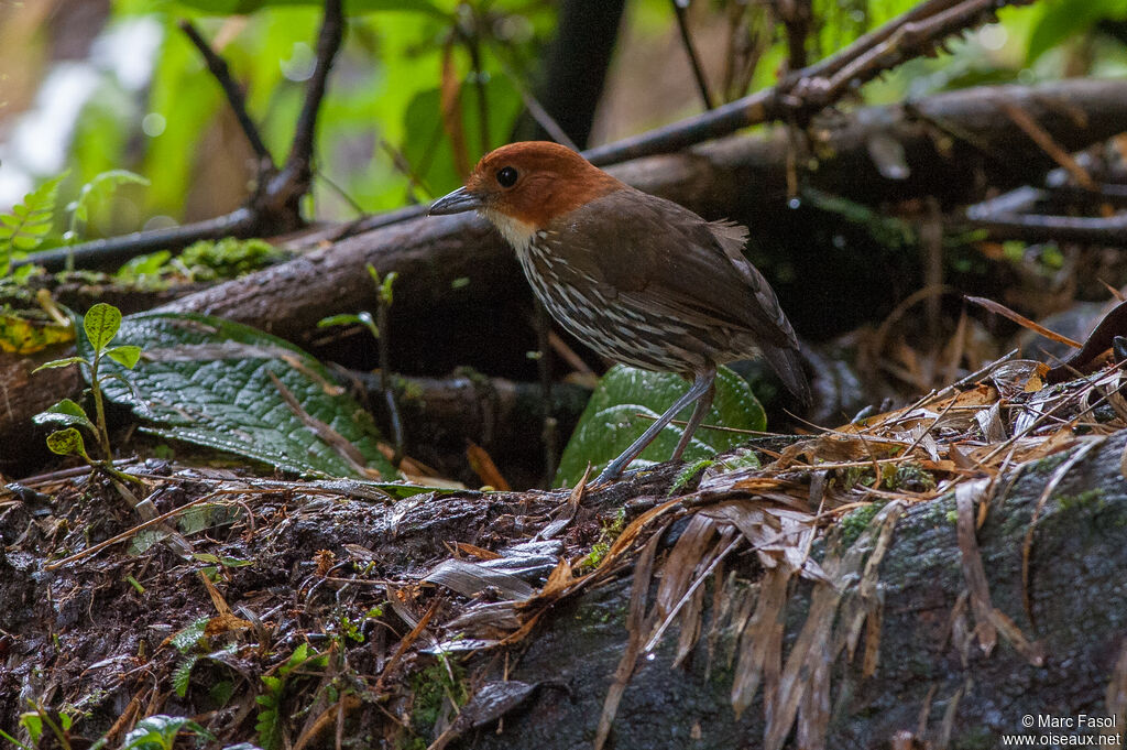 Chestnut-crowned Antpittaadult, identification