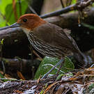 Grallaire à tête rousse