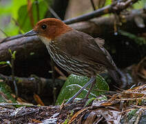 Chestnut-crowned Antpitta