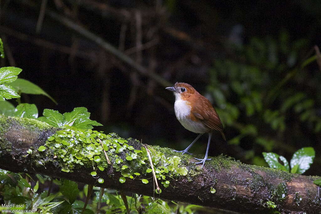 White-bellied Antpittaadult, identification