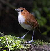 White-bellied Antpitta