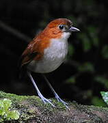 White-bellied Antpitta