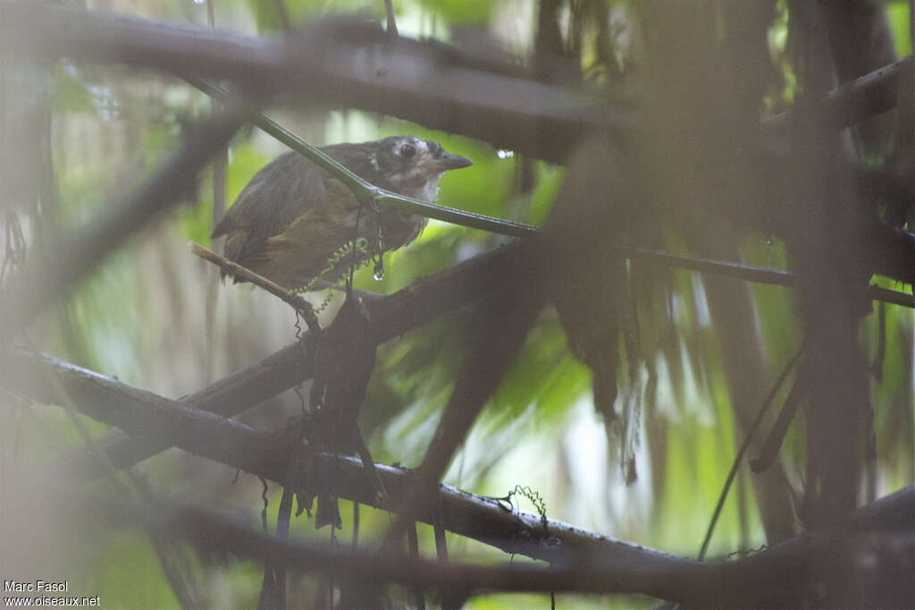 White-lored Antpittaadult, identification, Behaviour