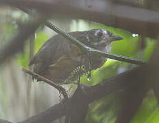 White-lored Antpitta