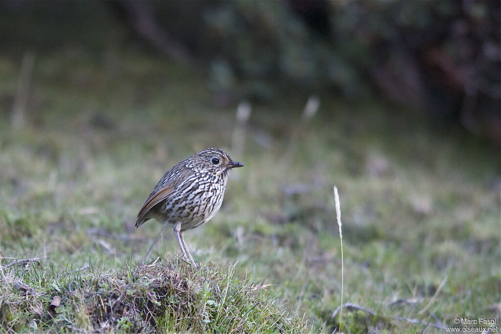 Grallaire des Andesadulte, identification