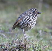 Stripe-headed Antpitta