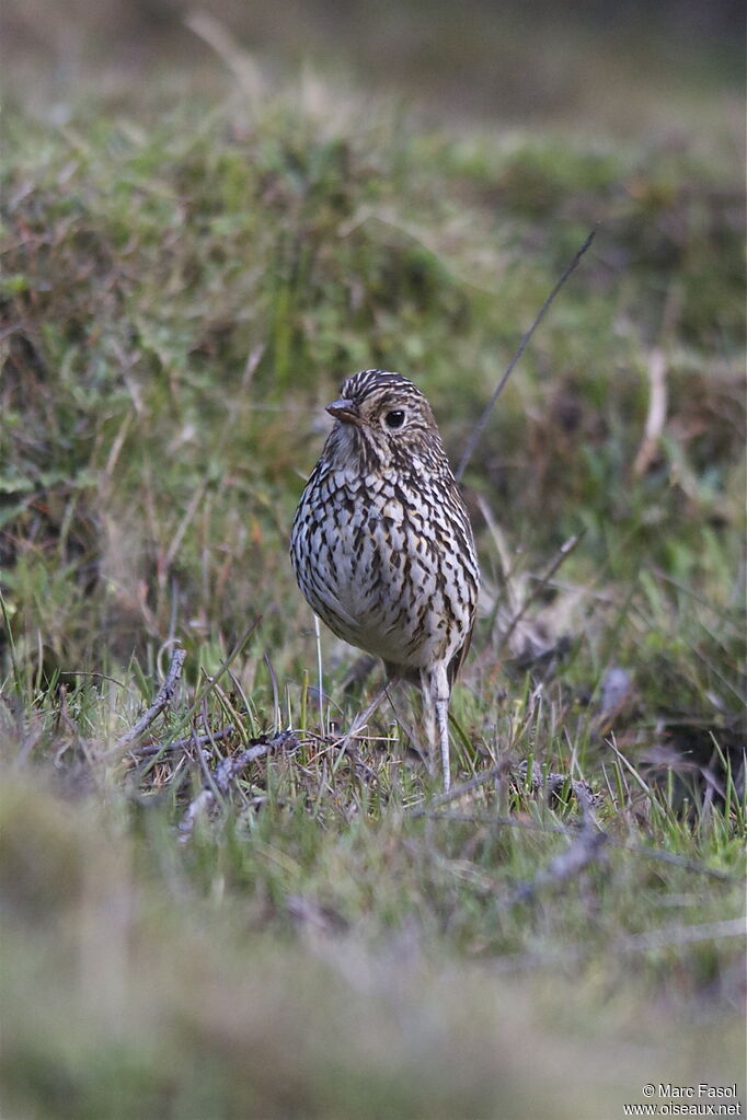 Grallaire des Andesadulte, identification