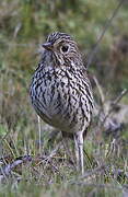 Stripe-headed Antpitta