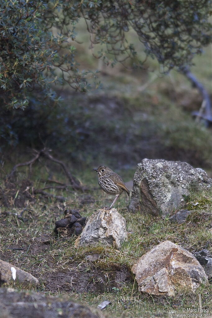 Stripe-headed Antpittaadult, identification, Behaviour