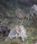 Stripe-headed Antpitta