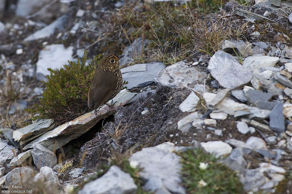 Grallaire des Andesadulte, habitat, Comportement