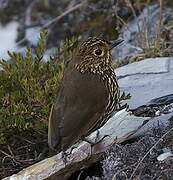 Stripe-headed Antpitta