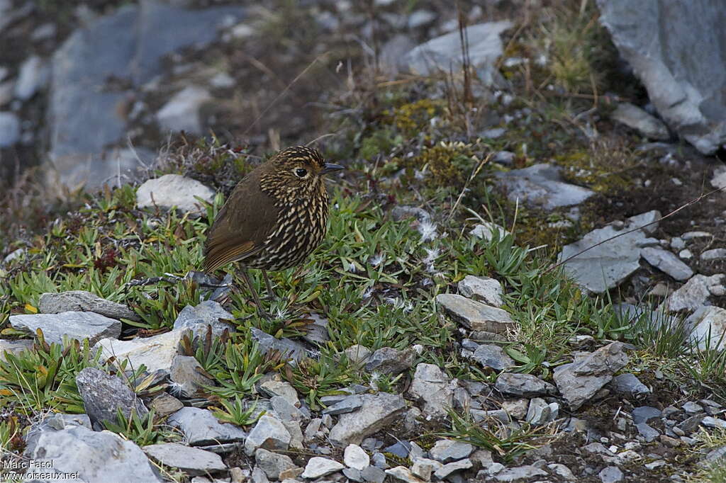 Stripe-headed Antpittaadult, identification, Behaviour