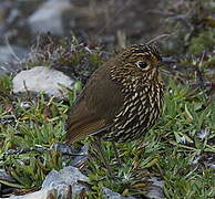 Stripe-headed Antpitta