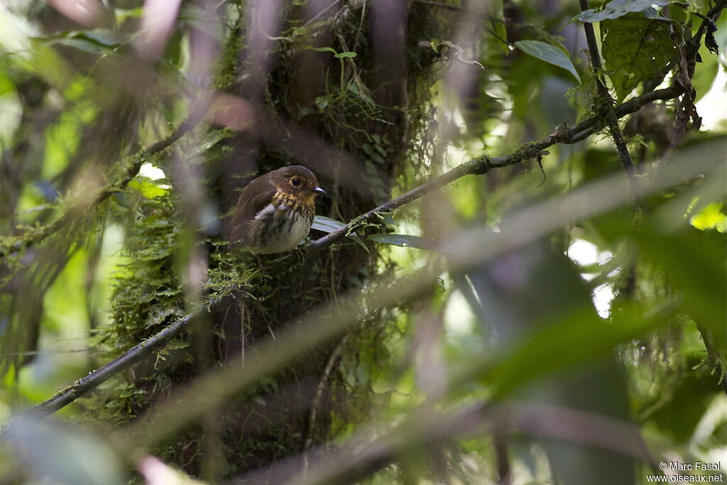 Ochre-breasted Antpittaadult, identification