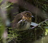 Ochre-breasted Antpitta