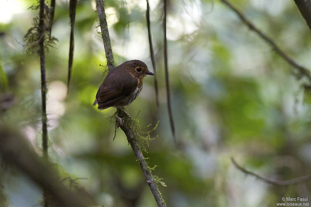 Grallaire ocréeadulte, identification