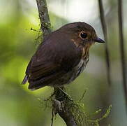 Ochre-breasted Antpitta