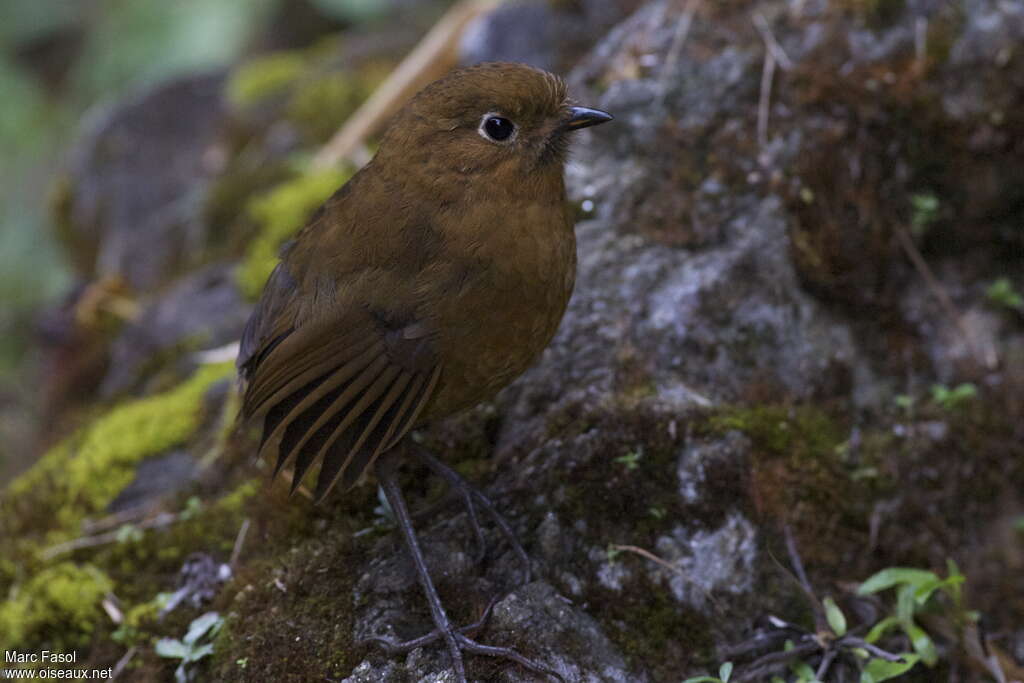 Muisca Antpittaadult, identification