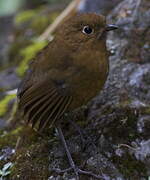 Rufous Antpitta