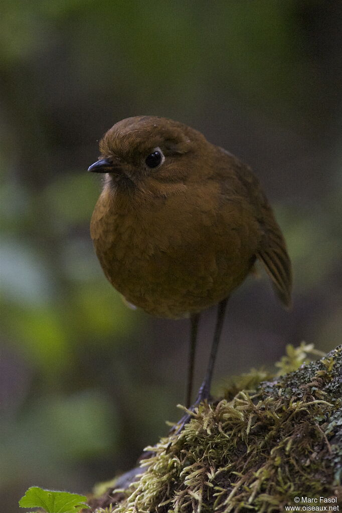 Rufous Antpittaadult, identification, Behaviour