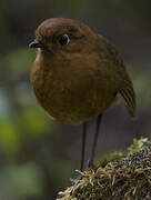 Muisca Antpitta