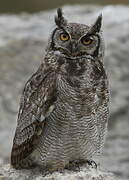 Great Horned Owl