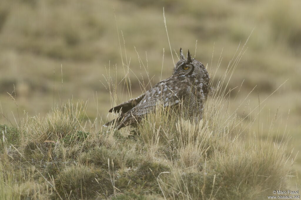 Great Horned Owladult, identification