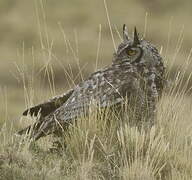 Great Horned Owl