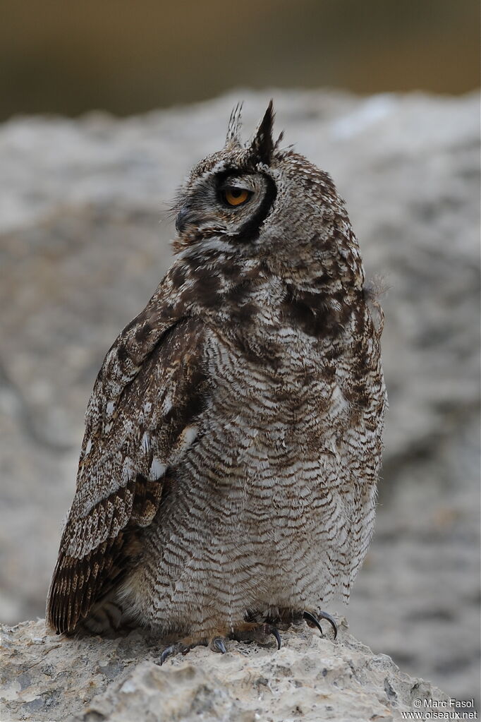 Great Horned Owladult, identification