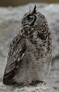 Great Horned Owl