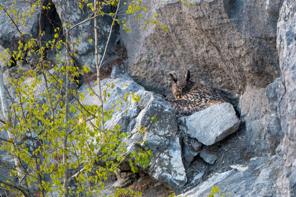 Eurasian Eagle-Owl female, identification, Reproduction-nesting