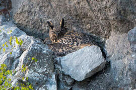 Eurasian Eagle-Owl