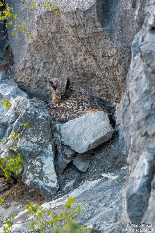 Eurasian Eagle-Owl female adult, identification, Reproduction-nesting