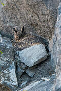 Eurasian Eagle-Owl