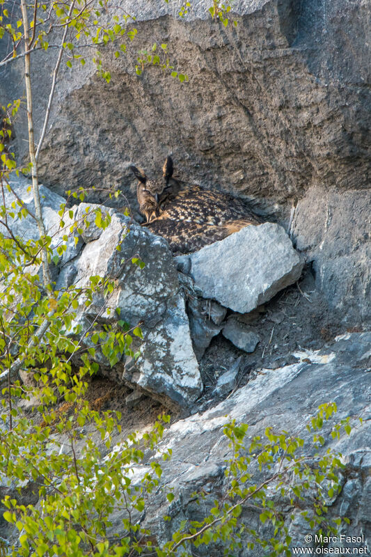 Eurasian Eagle-Owl female adult, camouflage, Reproduction-nesting