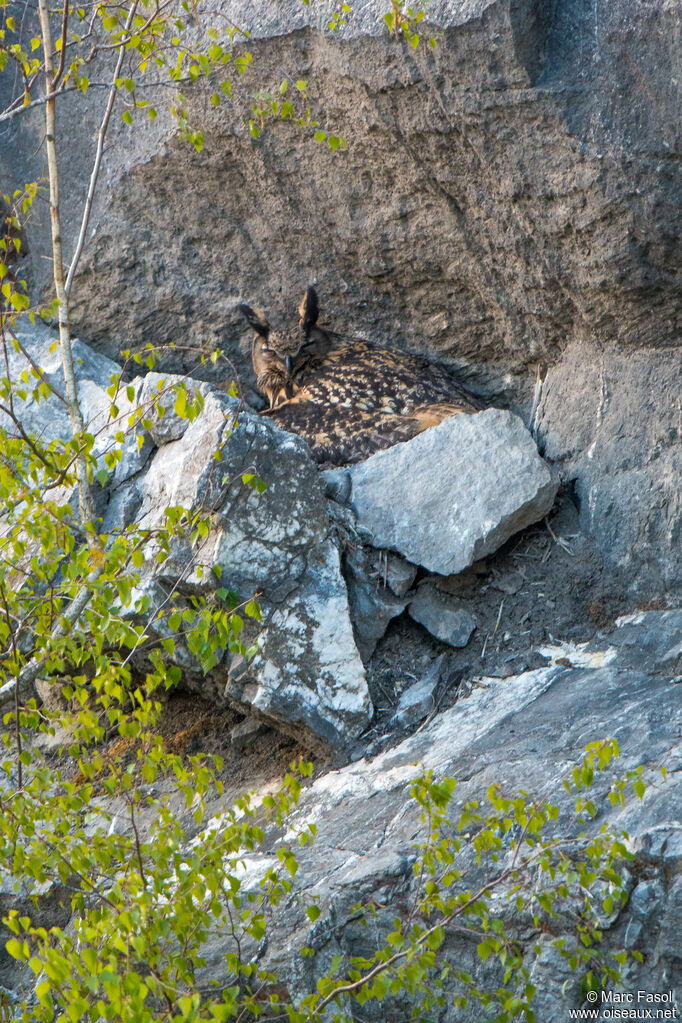 Grand-duc d'Europe femelle adulte, camouflage, Nidification